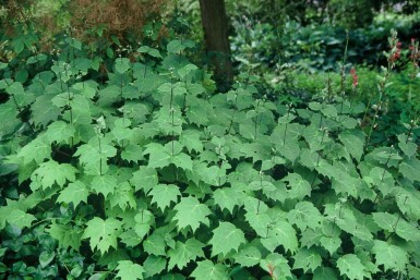 Kirengeshoma palmata