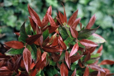 Leucothoe 'Zeblid'