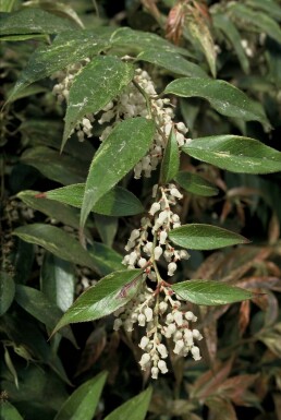 Leucothoe fontanesiana 'Rainbow'