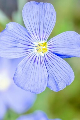 Linum perenne 'Saphir'