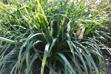 Liriope muscari 'Monroe White'