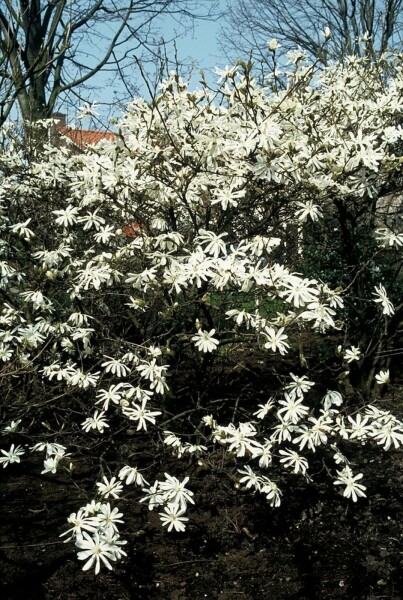 Magnolia stellata