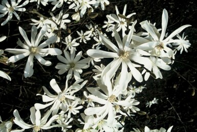 Magnolia stellata