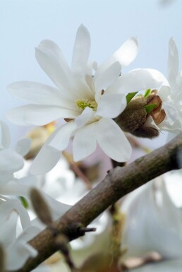 Magnolia stellata