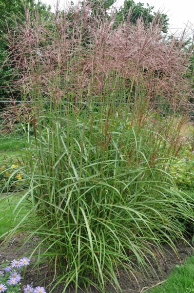 Miscanthus sinensis 'Ferner Osten'