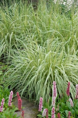 Molinia caerulea 'Variegata'