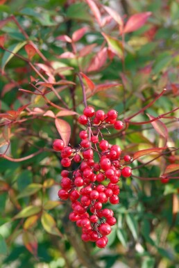 Nandina domestica