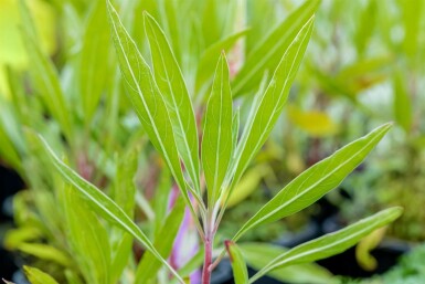 Oenothera macrocarpa