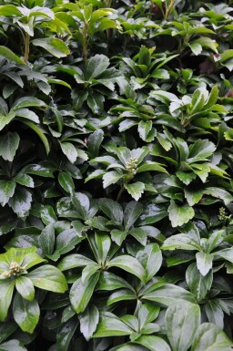 Pachysandra terminalis