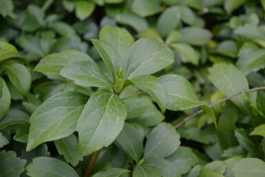 Pachysandra terminalis