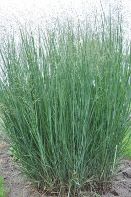 Panicum virgatum 'Heavy Metal'