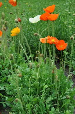 Papaver nudicaule 'Gartenzwerg'