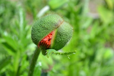 Papaver orientale 'Allegro'