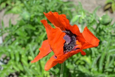 Papaver orientale 'Allegro'