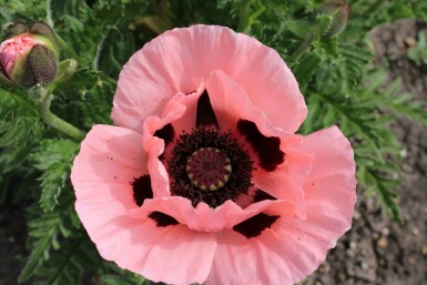 Papaver orientale 'Princess Victoria Louise'