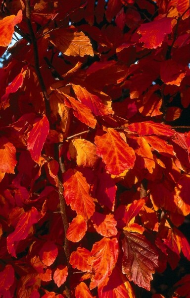 Parrotia persica