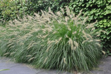 Pennisetum alopecuroides 'Hameln'