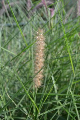 Pennisetum orientale