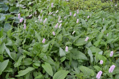 Persicaria bistorta 'Superba'