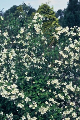 Philadelphus 'Belle Etoile'