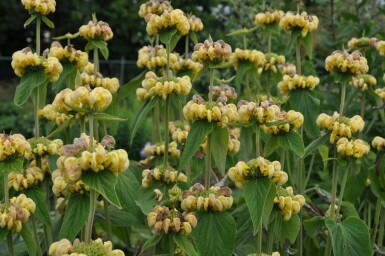 Phlomis russeliana