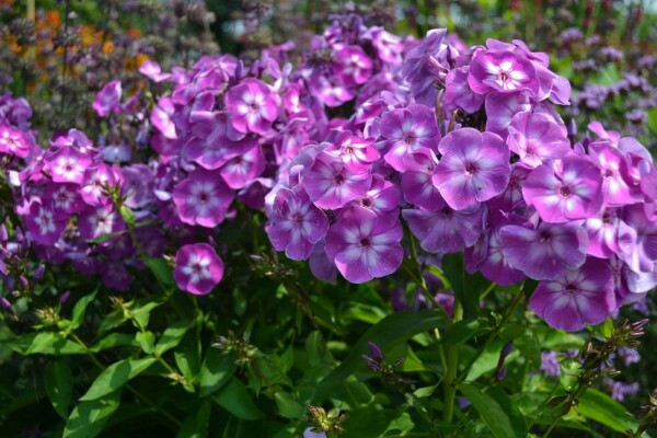 Phlox paniculata 'Laura'