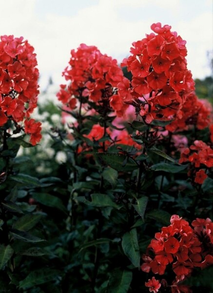 Phlox paniculata 'Starfire'