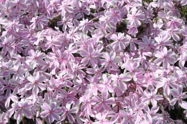 Phlox subulata 'Candy Stripes'