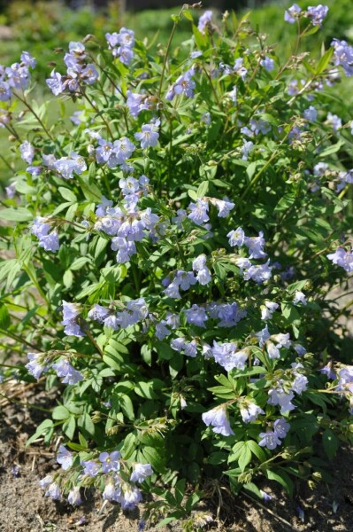 Polemonium reptans 'Blue Pearl'