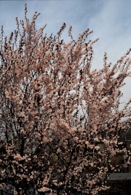 Prunus cerasifera 'Nigra'