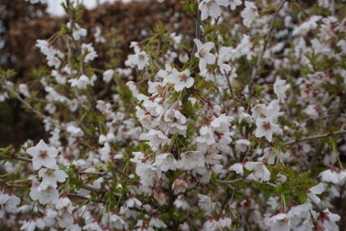 Prunus incisa 'Kojou No Mai'