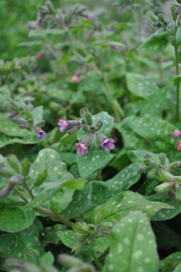 Pulmonaria saccharata 'Mrs. Moon'