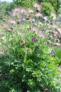 Pulsatilla vulgaris