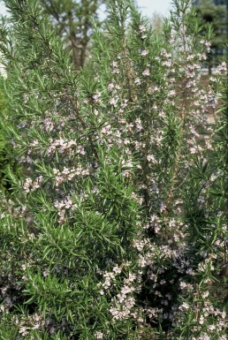 Rosmarinus officinalis