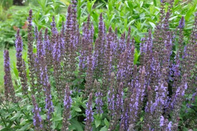 Salvia nemorosa 'Blaukonigin'