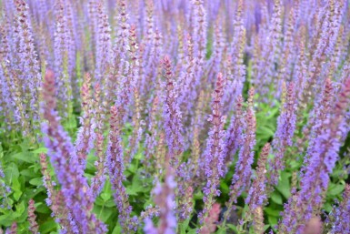 Salvia nemorosa 'Ostfriesland'