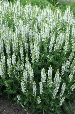 Salvia nemorosa 'Schneehugel'