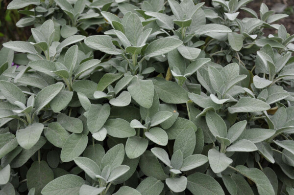 Salvia officinalis 'Berggarten'