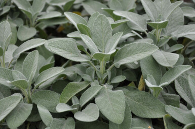 Salvia officinalis 'Berggarten'