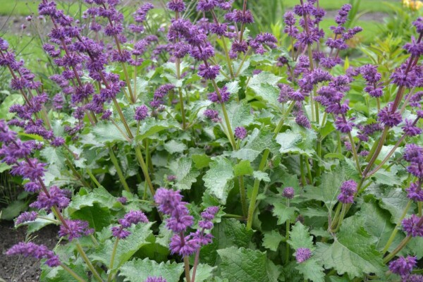 Salvia verticillata 'Purple Rain'