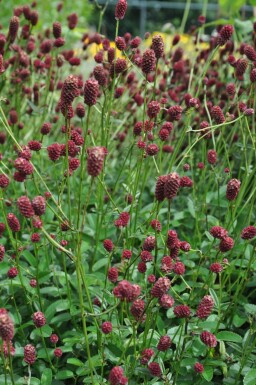 Sanguisorba officinalis 'Tanna'