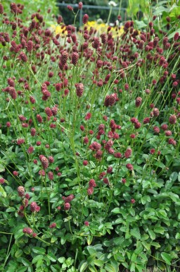 Sanguisorba officinalis 'Tanna'