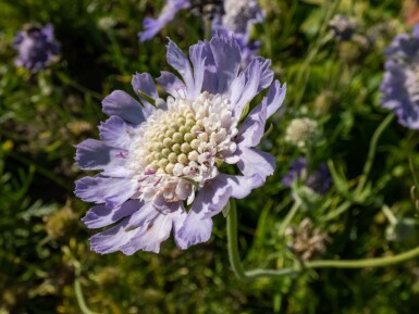 Scabiosa caucasica 'Perfecta'