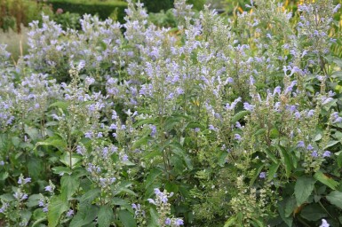 Scutellaria incana