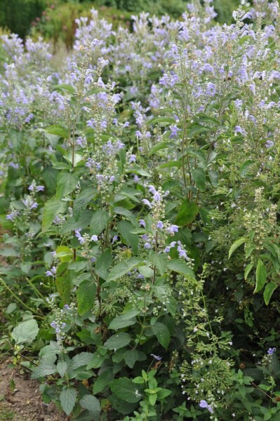 Scutellaria incana