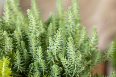 Sedum reflexum