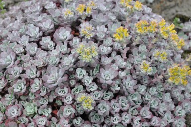 Sedum spathulifolium 'Purpureum'