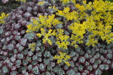 Sedum spathulifolium 'Purpureum'