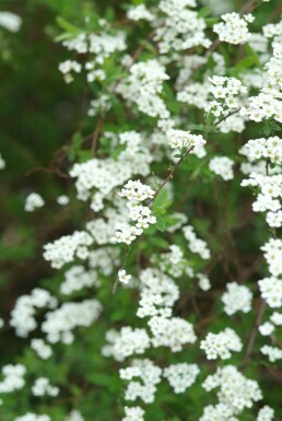 Spiraea × cinerea 'Grefsheim'