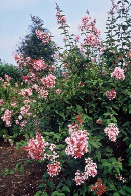 Syringa microphylla 'Superba'